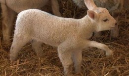 小羊爆料最新视频在线观看,精彩瞬间在线揭晓